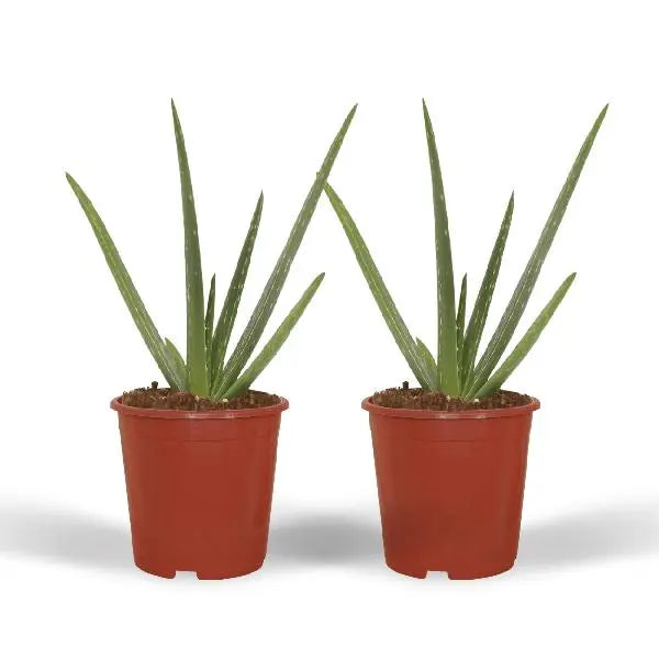 2x Aloe vera - Succulent - 40cm - ø12  BotanicBridge