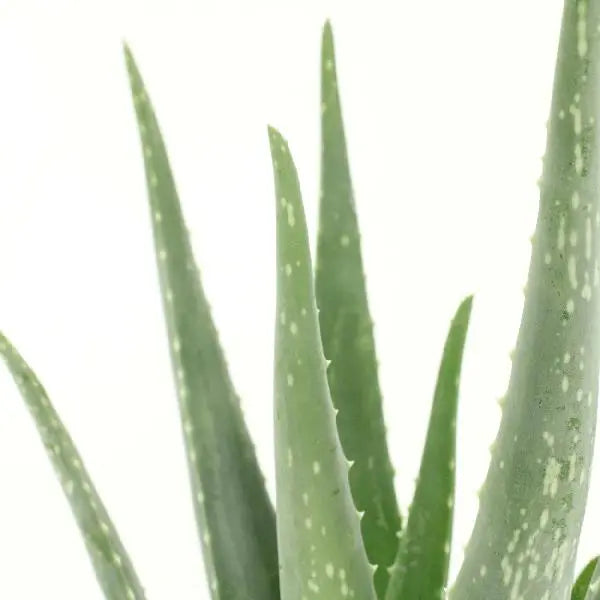 2x Aloe vera - Succulent - 40cm - ø12  BotanicBridge