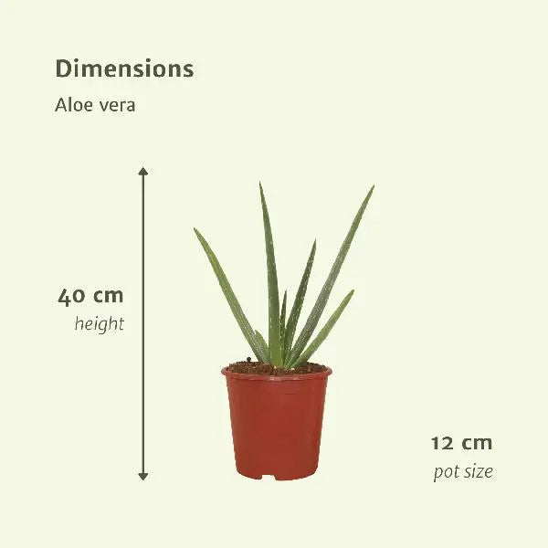 2x Aloe vera - Succulent - 40cm - ø12  BotanicBridge