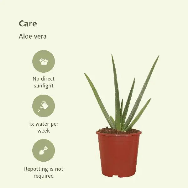 2x Aloe vera - Succulent - 40cm - ø12  BotanicBridge