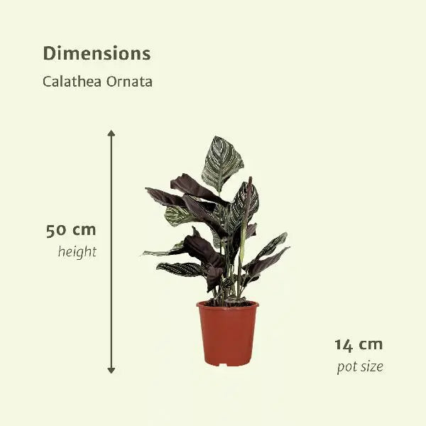 2x Calathea Ornata - Pauwenplant - 50cm - ø14  BotanicBridge