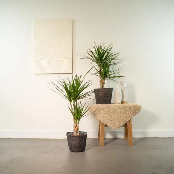 2x Dracaena - ↨90cm - Ø17cm  BotanicBridge