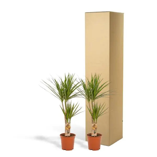 2x Dracaena - ↨90cm - Ø17cm  BotanicBridge