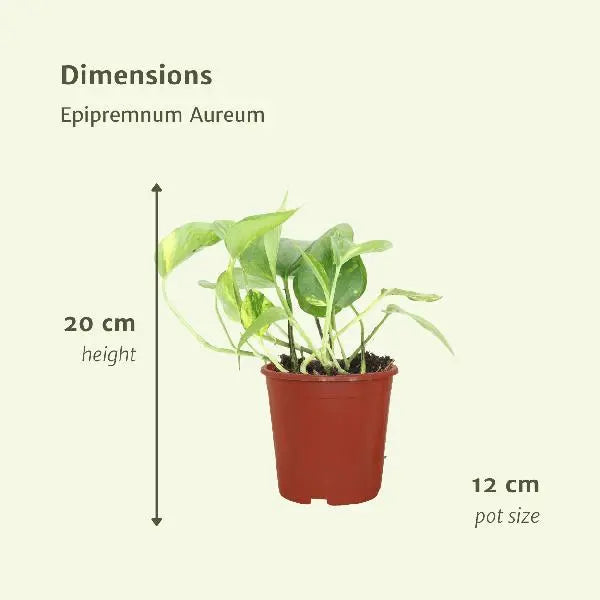 2x Epipremnum Aureum - Scindapsus - 20cm - ø12  BotanicBridge