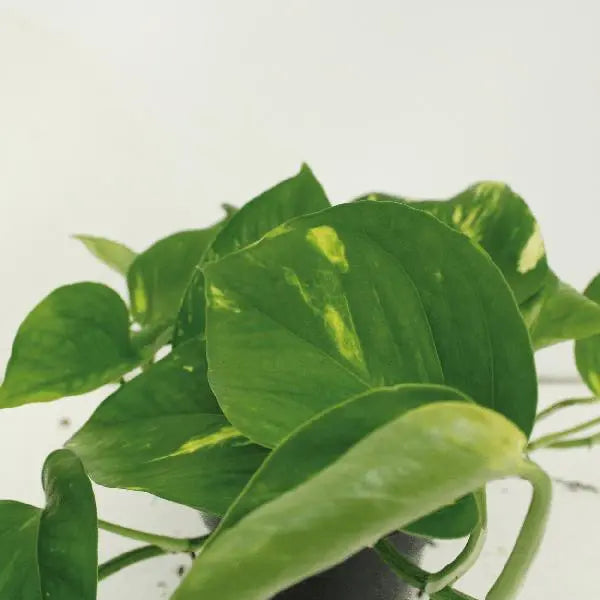 2x Epipremnum Aureum - Scindapsus - 25cm - ø15  BotanicBridge