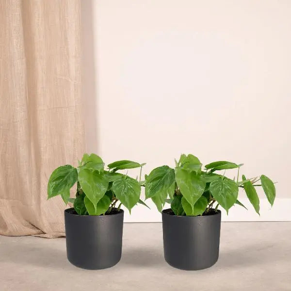 2x Philodendron Scandens - 15cm - ø12  BotanicBridge