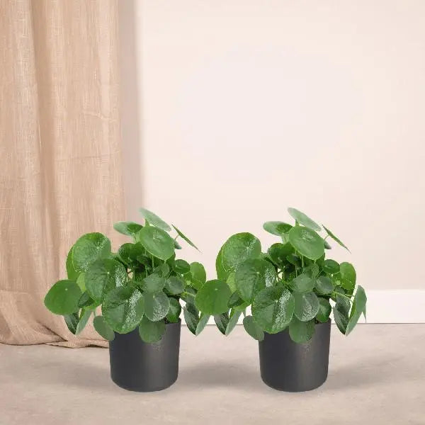 2x Pilea Peperomiodes - Pannekoekenplant - 25cm - ø15  BotanicBridge