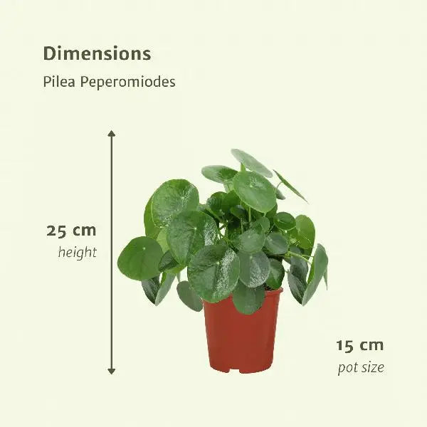 2x Pilea Peperomiodes - Pannekoekenplant - 25cm - ø15  BotanicBridge