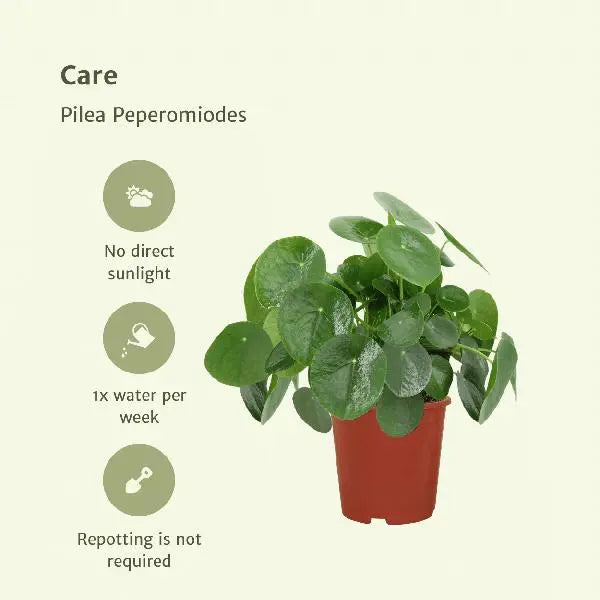 2x Pilea Peperomiodes - Pannekoekenplant - 25cm - ø15  BotanicBridge