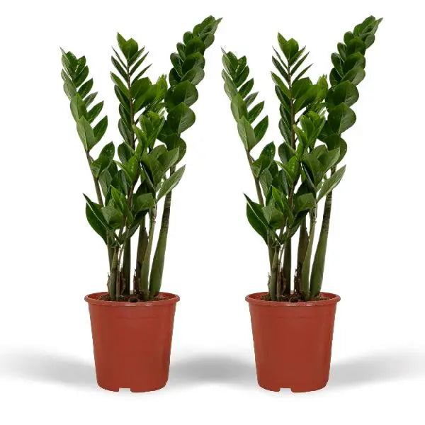 2x Zamioculcas Zamiifolia - Emerald palm - 50cm - ø14  BotanicBridge