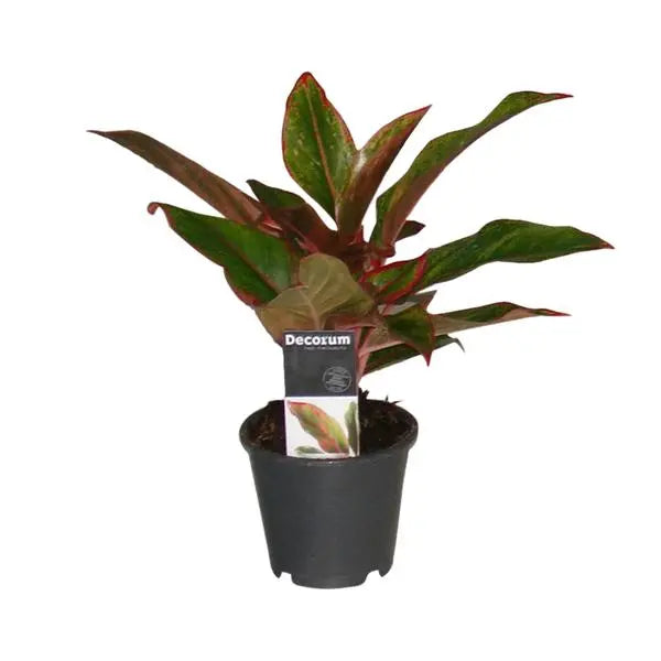 Aglaonema Crete - Ø12cm - ↕50cm  BotanicBridge