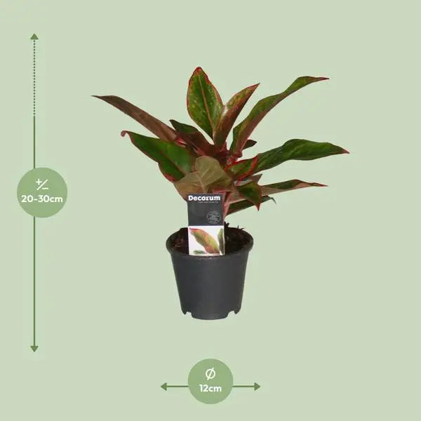 Aglaonema Crete - Ø12cm - ↕50cm  BotanicBridge