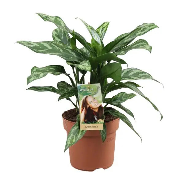 Aglaonema Maria - Ø17cm - ↕40cm  BotanicBridge