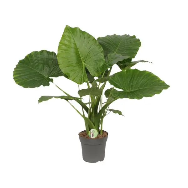 Alocasia Gageana California - Ø21cm - ↕80cm  BotanicBridge