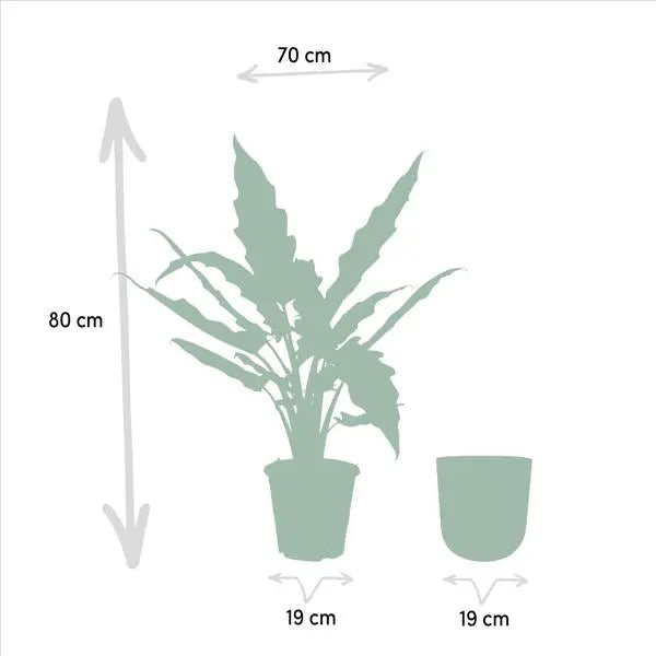 Alocasia Lauterbachiana - Ø19cm - ↕80cm + Pot Mayk Gold  BotanicBridge