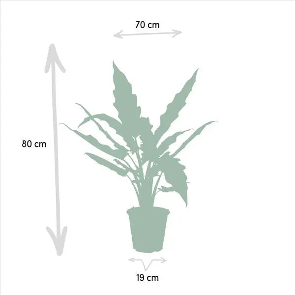 Alocasia Zebrina - Ø19cm - ↕75cm + Alocasia Cucullata - Ø19cm - ↕60cm + Alocasia Lauterbachiana - Ø19cm - ↕75cm  BotanicBridge