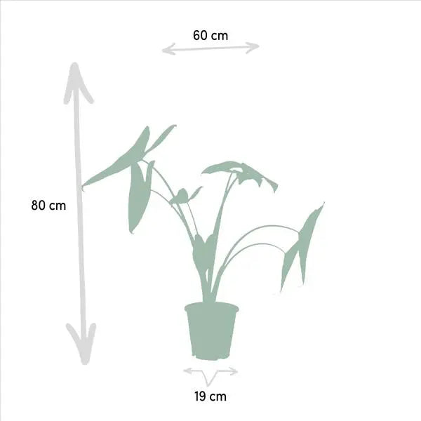 Alocasia Zebrina - Ø19cm - ↕75cm + Alocasia Lauterbachiana - Ø19cm - ↕75cm  BotanicBridge