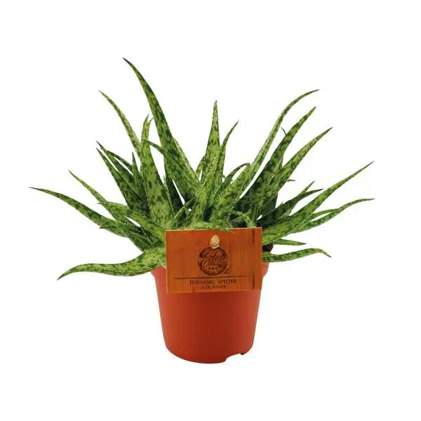 Aloe Spider - Ø10,5 ↕15  BotanicBridge