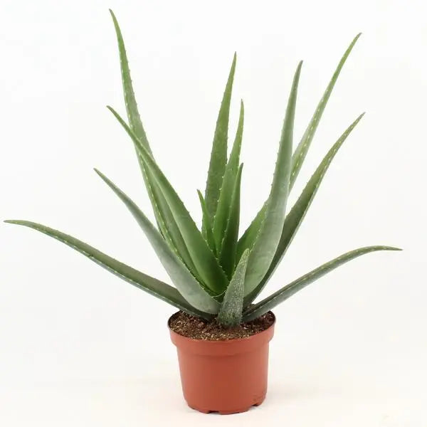 Aloe Vera - Ø19cm - ↕70cm  BotanicBridge