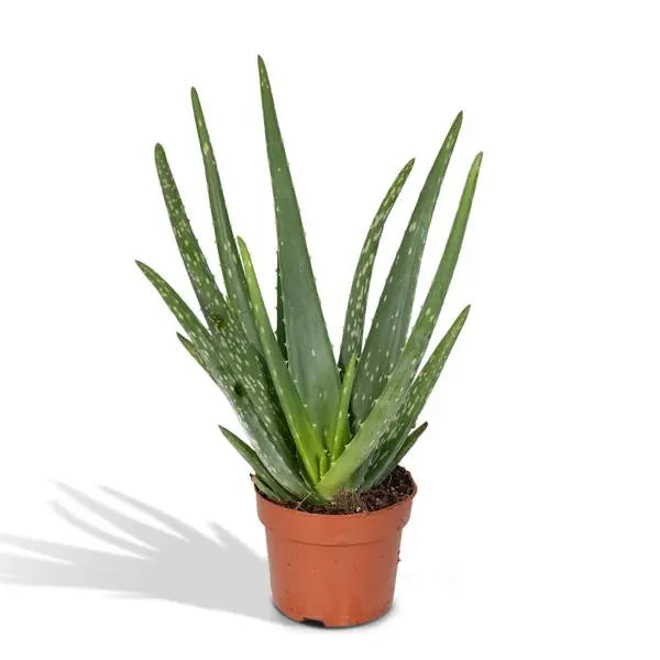 Aloe vera - Ø12cm - ↕40cm - Ø12 - ↨40cm  BotanicBridge