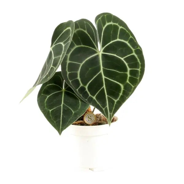 Anthurium Clarinervium - Ø12cm - ↕30cm  BotanicBridge