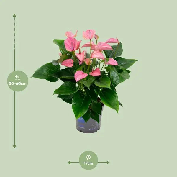 Anthurium KARMA Joli - Ø17cm - ↕55cm  BotanicBridge