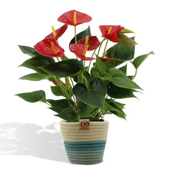 Anthurium andreanum Diamond Red incl. PURE mand - 45cm - Ø12  BotanicBridge