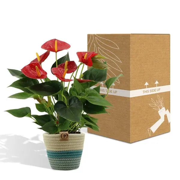 Anthurium andreanum Diamond Red incl. PURE mand - 45cm - Ø12  BotanicBridge