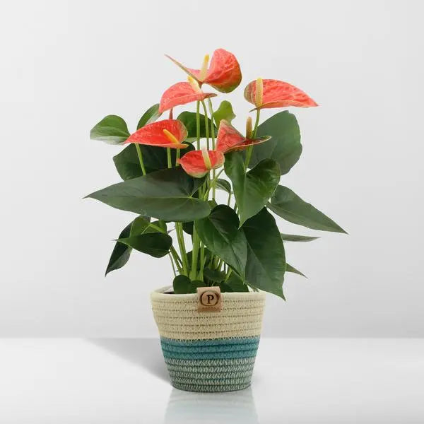 Anthurium andreanum Prince of Orange incl. PURE mand - 45cm - Ø12  BotanicBridge