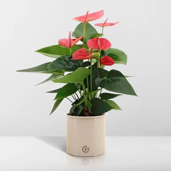 Anthurium andreanum Sweet Dream incl. PURE zink - 45cm - Ø12  BotanicBridge