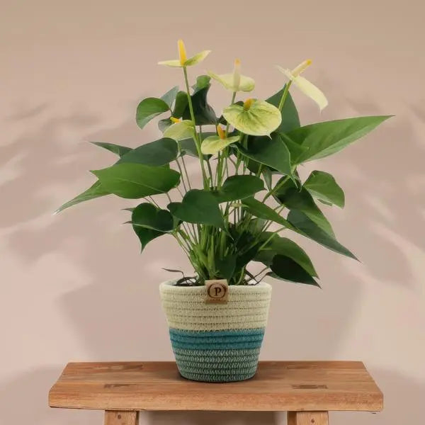 Anthurium andreanum Vanilla incl. PURE mand - 45cm - Ø12  BotanicBridge