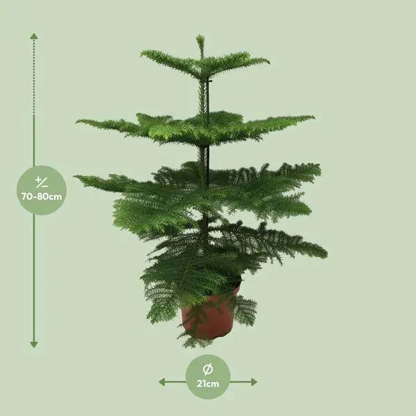 Araucaria Heterophylla - Ø21cm - ↕70cm  BotanicBridge