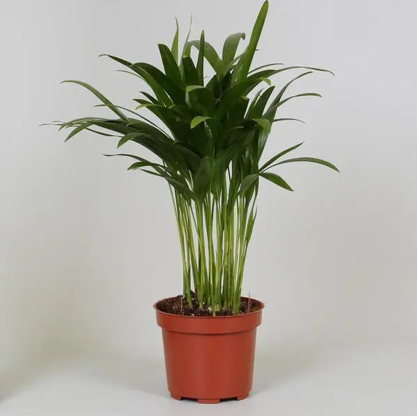 Areca Dypsis - Ø12cm - ↕35cm  BotanicBridge