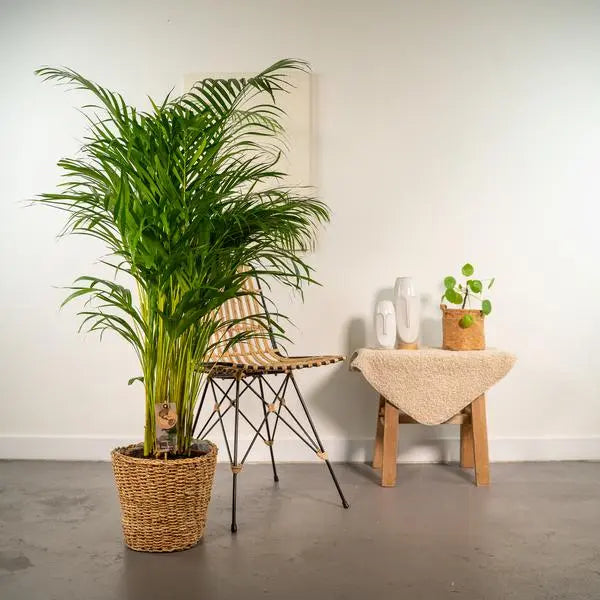 Areca met mand - ↨130cm - Ø24cm  BotanicBridge