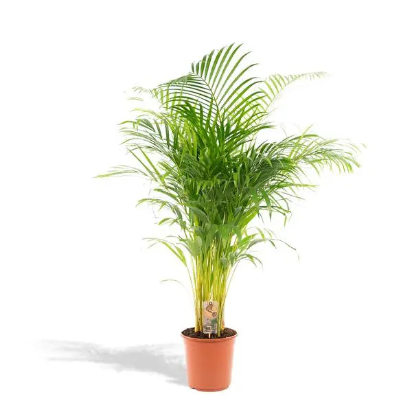 Areca palm - Ø24cm - ↕130cm  BotanicBridge