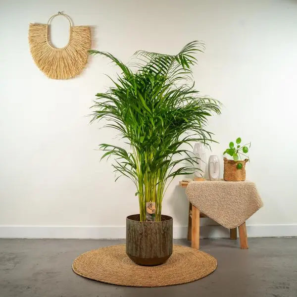 Areca palm - Ø24cm - ↕130cm  BotanicBridge