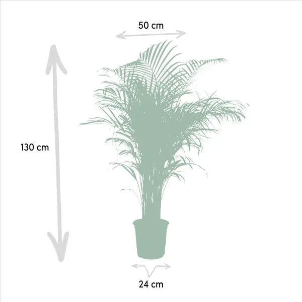 Areca palm - Ø24cm - ↕130cm  BotanicBridge