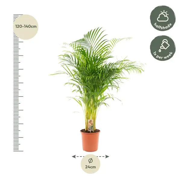 Areca palm - Ø24cm - ↕130cm  BotanicBridge