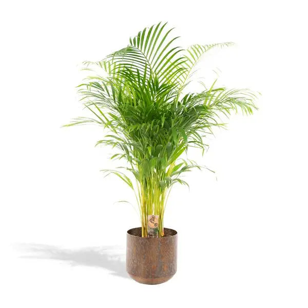 Areca palm met pot - ↨130cm - Ø24cm  BotanicBridge