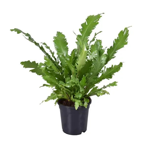 Asplenium Nidus - Ø17cm - ↕45cm  BotanicBridge