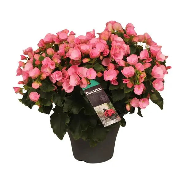 Begonia Betulia Candy - Ø19cm - ↕35cm  BotanicBridge