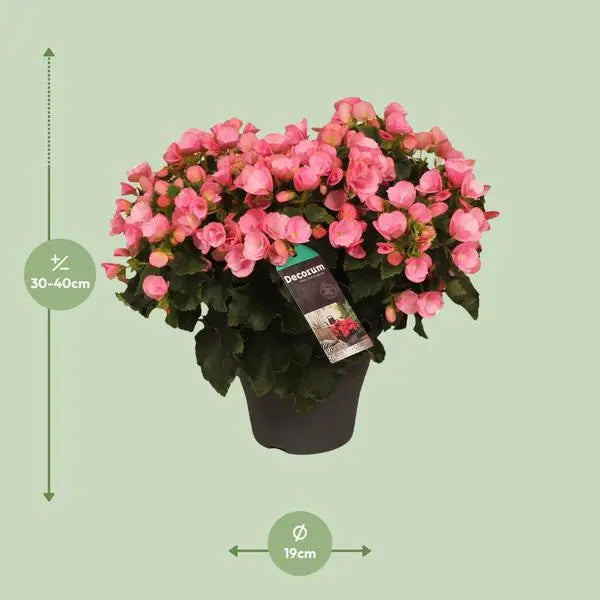 Begonia Betulia Candy - Ø19cm - ↕35cm  BotanicBridge