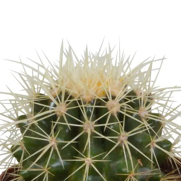 Bolcactus mix 8,5 cm | 3 stuks - in terracotta pot  BotanicBridge