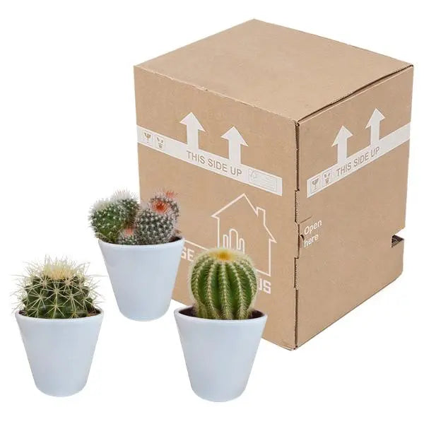 Bolcactus mix 8,5 cm | 3 stuks - in witte pot  BotanicBridge