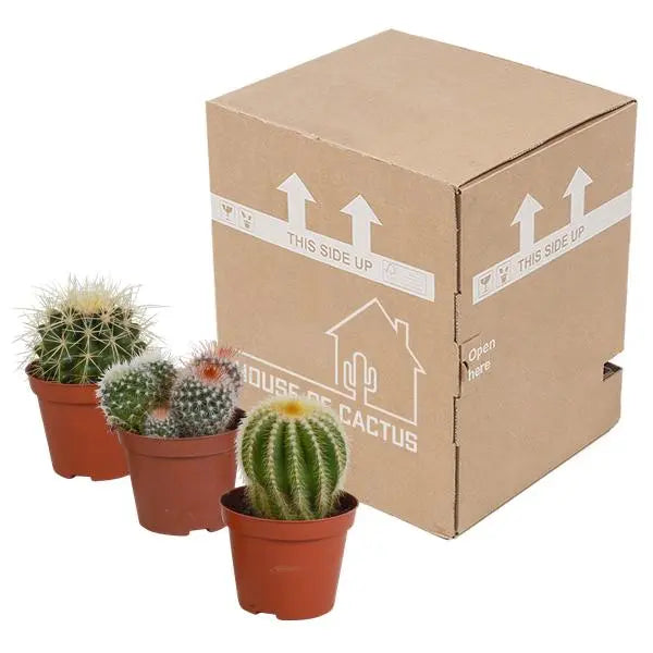 Bolcactus mix 8,5 cm | 3 stuks - zonder pot  BotanicBridge