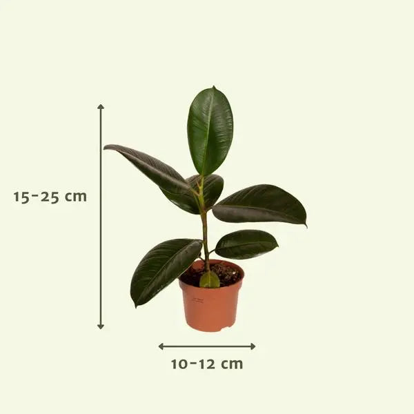 Buitenbeentjesbox - Ø12cm - 12x  BotanicBridge