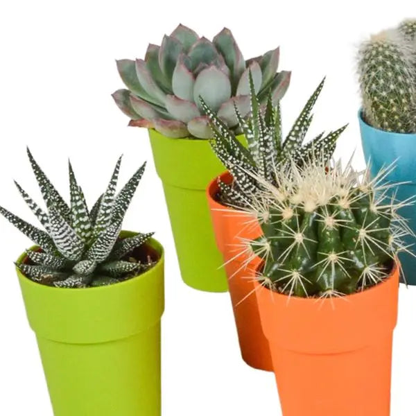 Cactus en vetplanten mix 5.5 cm | 15 stuks - in gekleurde plasticpot  BotanicBridge