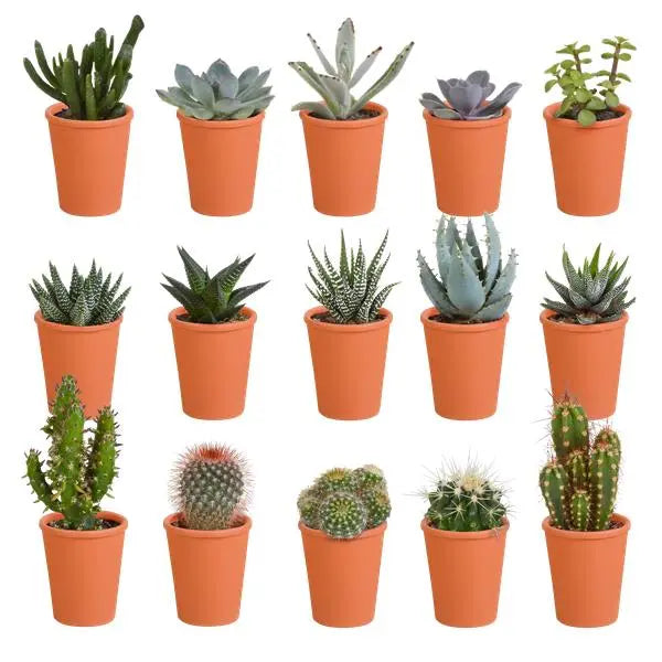 Cactus en vetplanten mix 5.5 cm | 15 stuks - in terracotta pot  BotanicBridge