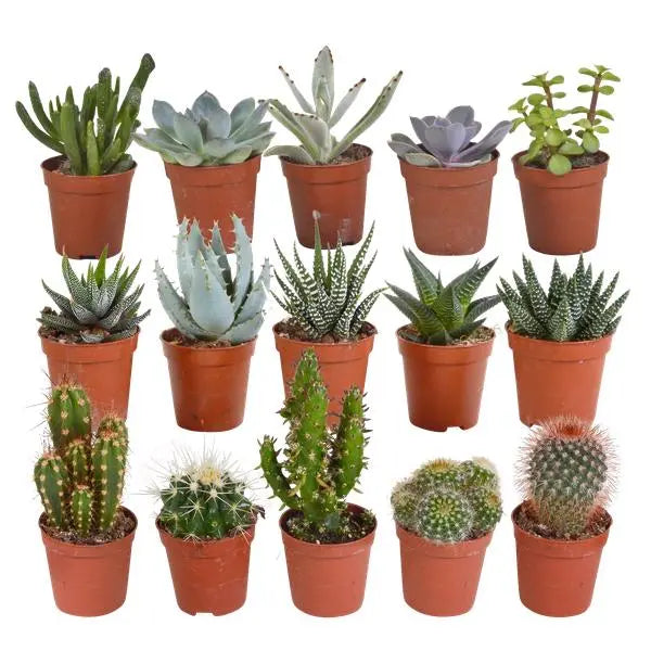 Cactus en vetplanten mix 5.5 cm | 15 stuks - zonder pot  BotanicBridge