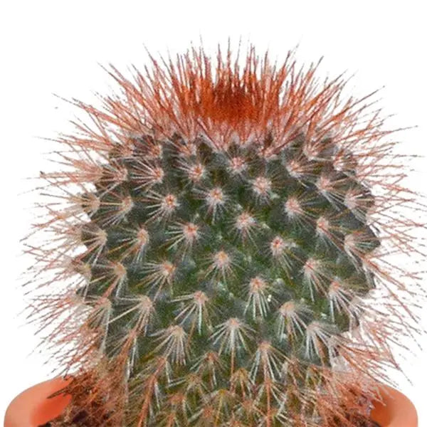 Cactus en vetplanten mix 5.5 cm | 15 stuks - zonder pot  BotanicBridge